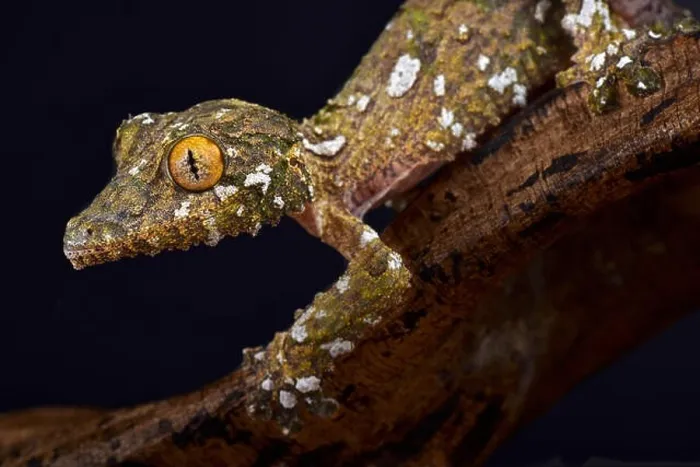 Framed Print : Large mossy leaf-tailed gecko, Uroplatus sameiti Framed Print : Large mossy leaf-tailed gecko, Uroplatus sameiti