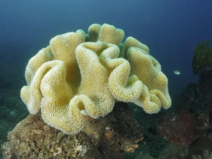 Framed Print : Large mushroom leather coral (Sarcophyton glaucum) on a seabed in a clear underwater world Framed Print : Large mushroom leather coral (Sarcophyton glaucum) on a seabed in a clear underwater world