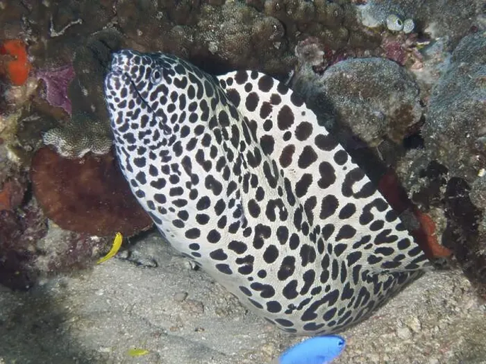 Framed Print : A large net moray (Gymnothorax favagineus) meanders between corals and sand Framed Print : A large net moray (Gymnothorax favagineus) meanders between corals and sand