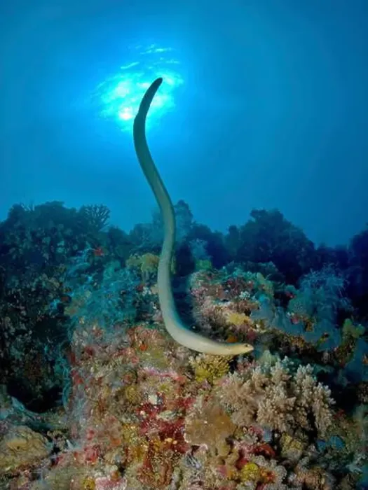 Framed Print : Large olive sea snake (Aipysurus laevis) over the Great Barrier Reef Framed Print : Large olive sea snake (Aipysurus laevis) over the Great Barrier Reef