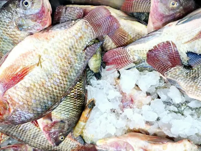 Framed Print : Large raw uncooked tilapia fishes Oreochromis niloticus with ice for sale Framed Print : Large raw uncooked tilapia fishes Oreochromis niloticus with ice for sale
