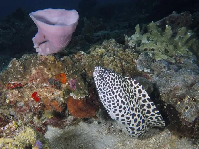 Framed Print : Large reticulated moray eel (Gymnothorax favagineus) among colourful corals and sea sponges on the seabed Framed Print : Large reticulated moray eel (Gymnothorax favagineus) among colourful corals and sea sponges on the seabed