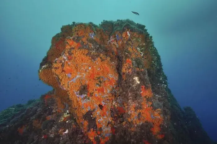 Framed Print : Large rock face with Orange upholstery sponge (Reniera fulva) rising from the depths in the blue ocean Framed Print : Large rock face with Orange upholstery sponge (Reniera fulva) rising from the depths in the blue ocean