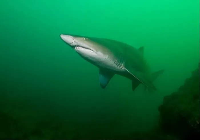 Framed Print : A large sand tiger shark (Carcharias taurus) in green water Framed Print : A large sand tiger shark (Carcharias taurus) in green water