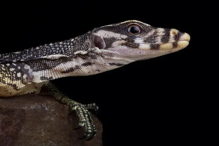 Framed Print : Large-scaled water monitor (Varanus nuchalis) Framed Print : Large-scaled water monitor (Varanus nuchalis)