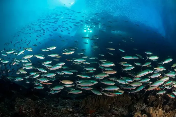 Framed Print : Large school of neon fusilier fish (Pterocaesio tile), Cenderawasih Bay, Indonesia Framed Print : Large school of neon fusilier fish (Pterocaesio tile), Cenderawasih Bay, Indonesia