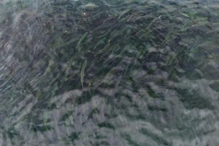 Framed Print : Large school of Pink Salmon in the ocean Framed Print : Large school of Pink Salmon in the ocean