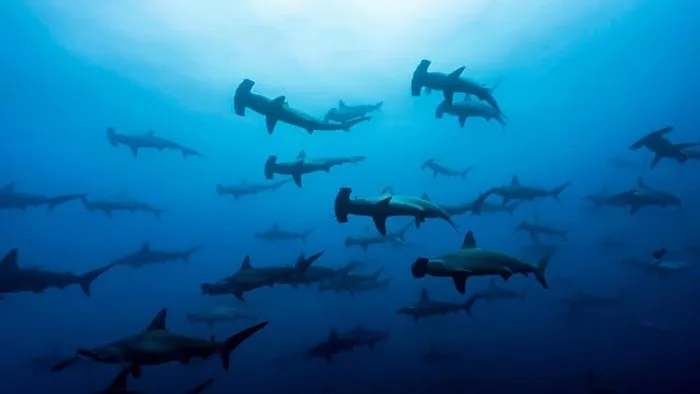 Framed Print : Large School of Scalloped Hammerhead Sharks in Wolf Island, Northern Galapagos, UNESCO World Heritage Site Framed Print : Large School of Scalloped Hammerhead Sharks in Wolf Island, Northern Galapagos, UNESCO World Heritage Site