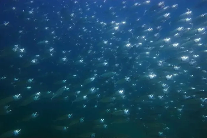 Framed Print : Large school of silvery herring, Fujairah, United Arab Emirates Framed Print : Large school of silvery herring, Fujairah, United Arab Emirates