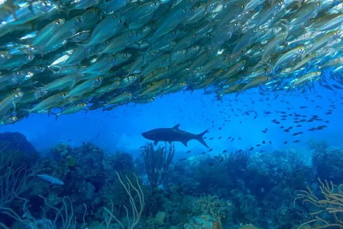 Framed Print : A large school of Trachurus murphyi or Jack mackerel forms a bait ball with a solitary Tarpon or Megalops atlanticus Framed Print : A large school of Trachurus murphyi or Jack mackerel forms a bait ball with a solitary Tarpon or Megalops atlanticus