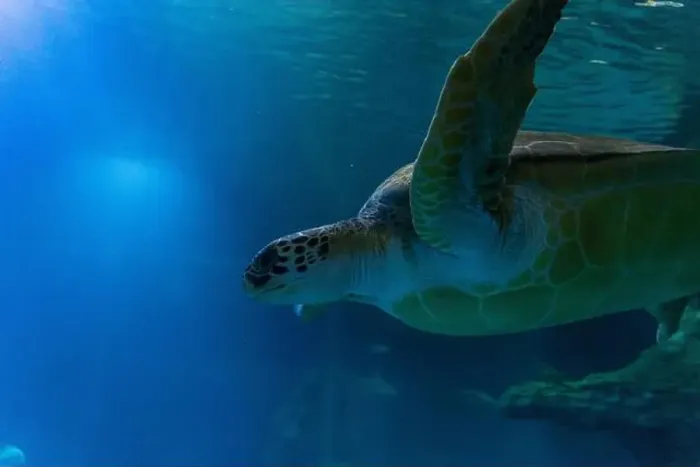 Framed Print : Large sea turtle swimming in the water, marine life in the aquatic environment of an oceanarium. High quality photo Framed Print : Large sea turtle swimming in the water, marine life in the aquatic environment of an oceanarium. High quality photo
