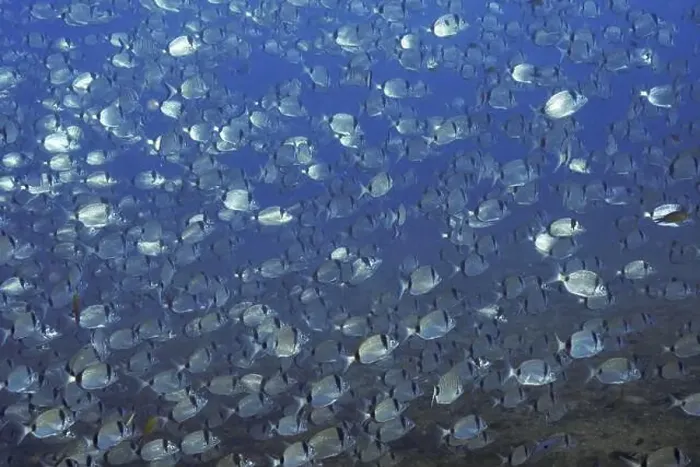 Framed Print : A large shoal of silver two-banded seabream (Diplodus vulgaris) swimming in the blue sea Framed Print : A large shoal of silver two-banded seabream (Diplodus vulgaris) swimming in the blue sea
