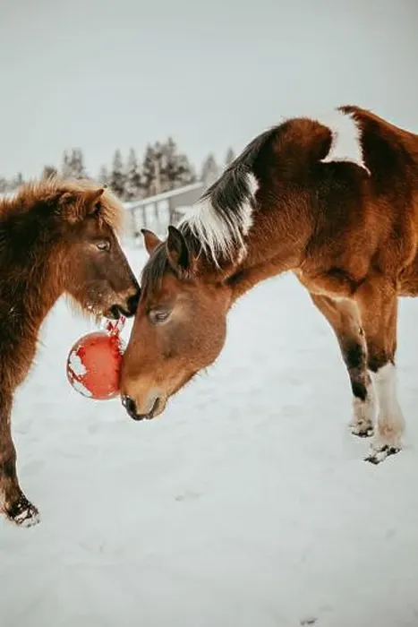 Framed Print : A large and a small brown horse standing face to face in a field playing with a red ball, Canada Framed Print : A large and a small brown horse standing face to face in a field playing with a red ball, Canada