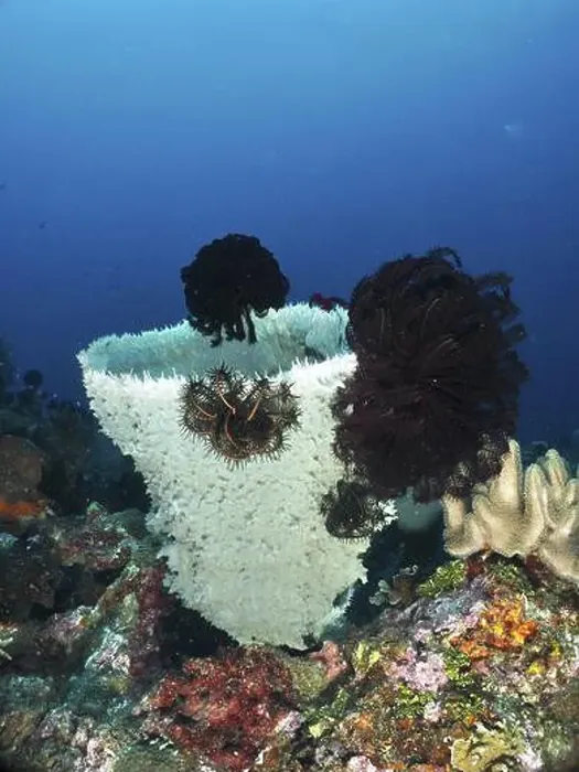 Framed Print : Large spiny tube sponge (Callyspongia (Cladochalina) aerizusa) surrounded by dark feather stars in the sea Framed Print : Large spiny tube sponge (Callyspongia (Cladochalina) aerizusa) surrounded by dark feather stars in the sea
