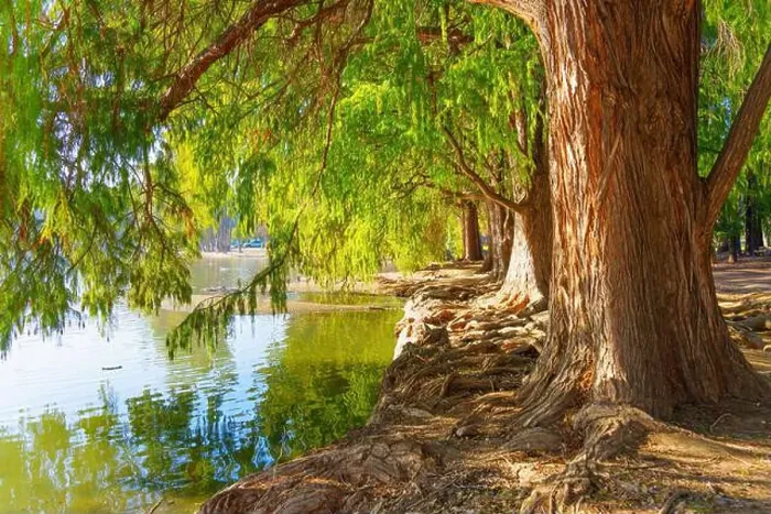 Framed Print : Large trees with lush green foliage along a tranquil waterfront in Riverside, California, reflecting in the water Framed Print : Large trees with lush green foliage along a tranquil waterfront in Riverside, California, reflecting in the water