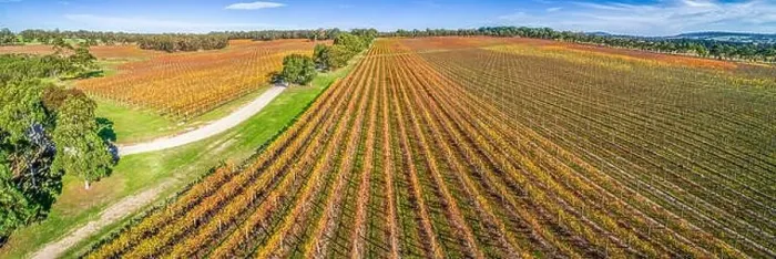 Framed Print : Large vineyard in autumn - aerial panoramic landscape Framed Print : Large vineyard in autumn - aerial panoramic landscape