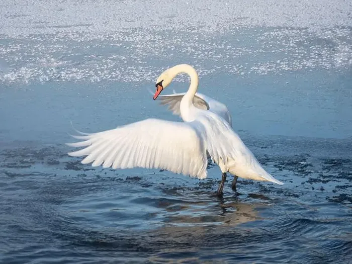 Framed Print : Large white swan actively flaps its wings while standing in the water in spring Framed Print : Large white swan actively flaps its wings while standing in the water in spring