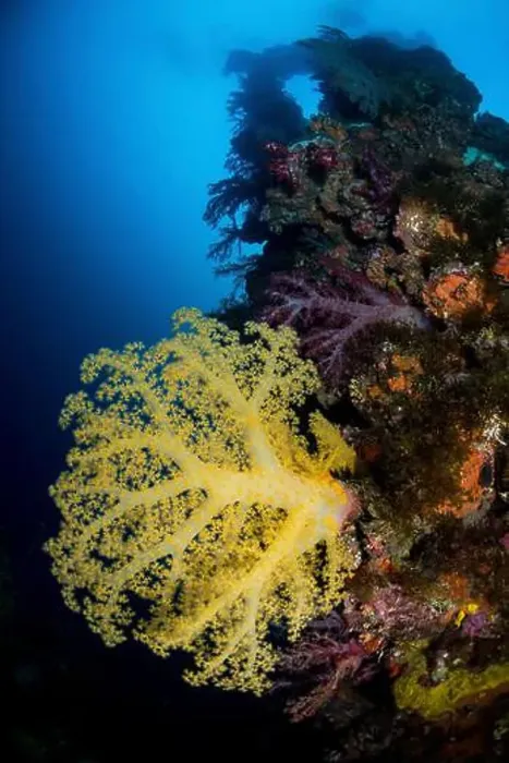 Framed Print : Large yellow Dendronephthya soft coral growing on the Sankisan Maru wreck, Micronesia Framed Print : Large yellow Dendronephthya soft coral growing on the Sankisan Maru wreck, Micronesia