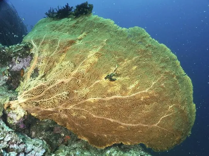 Framed Print : Large yellow giant fan coral (Annella mollis) stretching far into the blue ocean Framed Print : Large yellow giant fan coral (Annella mollis) stretching far into the blue ocean