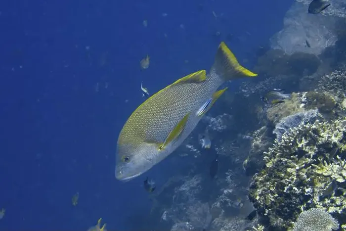 Framed Print : Large yellow-grey fish, Mangrove snapper (Lutjanus rivulatus) Framed Print : Large yellow-grey fish, Mangrove snapper (Lutjanus rivulatus)