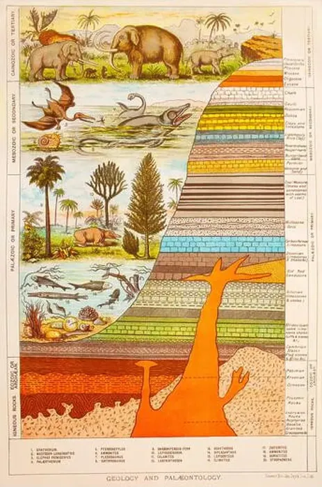 Framed Print : A late 19th Century chart illustrating Paleontology Framed Print : A late 19th Century chart illustrating Paleontology