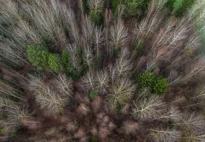 Framed Print : late autumn in the forest. Shot on a drone Framed Print : late autumn in the forest. Shot on a drone