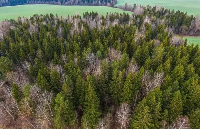 Framed Print : late autumn in the forest. Shot on a drone