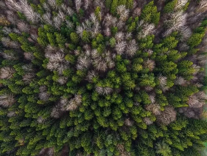 Framed Print : late autumn in the forest. Shot on a drone Framed Print : late autumn in the forest. Shot on a drone