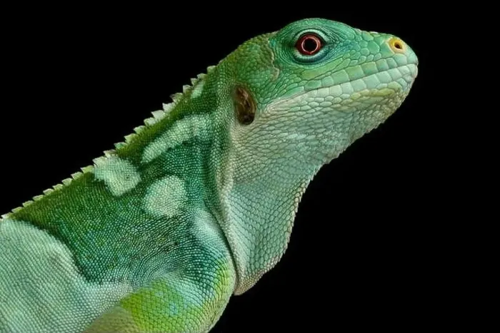 Framed Print : Lau banded iguana (Brachylophis fasciatus) Framed Print : Lau banded iguana (Brachylophis fasciatus)