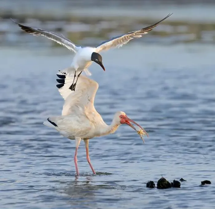 Framed Print : Laughing gull (Leucophaeus atricilla) trying to steal a caught crab from a white ibis (Eudocimus albus) Framed Print : Laughing gull (Leucophaeus atricilla) trying to steal a caught crab from a white ibis (Eudocimus albus)