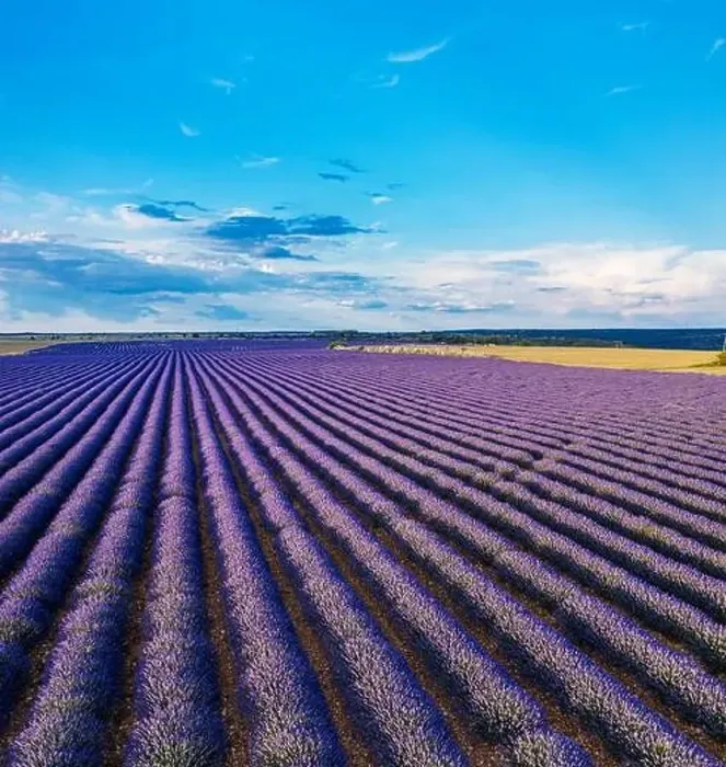 Framed Print : Lavender field in blossom. Rows of lavender bushes and beautiful skyscape at the background. Brihuega, Spain Framed Print : Lavender field in blossom. Rows of lavender bushes and beautiful skyscape at the background. Brihuega, Spain