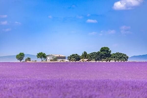 Lavender field in the South of France, trees and countryside house. Summer landscape, booming lavender flowers under blue sky. Idyllic travel scene