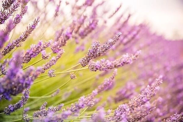 Lavender field in the summer. Lavender flowers at sunset in Provence, France. Closeup nature view, blooming floral landscape, summer blooming scenery