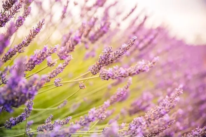 Framed Print : Lavender field in the summer. Lavender flowers at sunset in Provence, France. Closeup nature view, blooming floral landscape, summer blooming scenery Framed Print : Lavender field in the summer. Lavender flowers at sunset in Provence, France. Closeup nature view, blooming floral landscape, summer blooming scenery