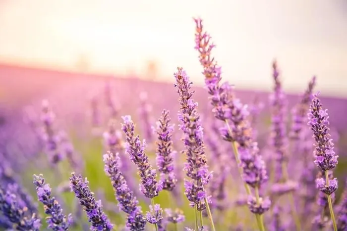 Framed Print : Lavender field in the summer. Lavender flowers at sunset in Provence, France. Closeup nature view, blooming floral landscape, summer blooming scenery Framed Print : Lavender field in the summer. Lavender flowers at sunset in Provence, France. Closeup nature view, blooming floral landscape, summer blooming scenery