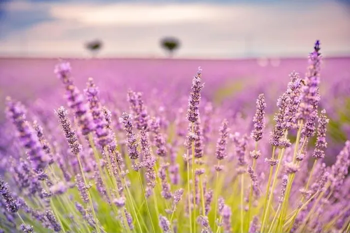 Framed Print : Lavender field in the summer. Lavender flowers at sunset in Provence, France. Closeup nature view, blooming floral landscape, summer blooming scenery Framed Print : Lavender field in the summer. Lavender flowers at sunset in Provence, France. Closeup nature view, blooming floral landscape, summer blooming scenery