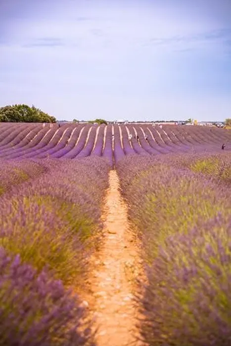 Framed Print : Lavender field in the summer. Lavender flowers at sunset in Provence, France. Closeup nature view, blooming floral landscape, summer blooming scenery