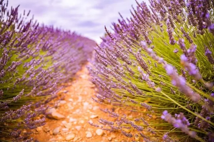 Framed Print : Lavender field in the summer. Lavender flowers at sunset in Provence, France. Closeup nature view, blooming floral landscape, summer blooming scenery Framed Print : Lavender field in the summer. Lavender flowers at sunset in Provence, France. Closeup nature view, blooming floral landscape, summer blooming scenery