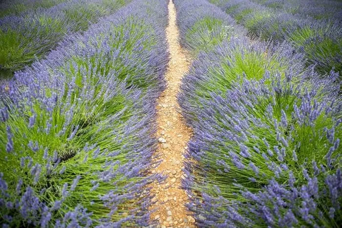Framed Print : Lavender field in the summer. Lavender flowers at sunset in Provence, France. Closeup nature view, blooming floral landscape, summer blooming scenery Framed Print : Lavender field in the summer. Lavender flowers at sunset in Provence, France. Closeup nature view, blooming floral landscape, summer blooming scenery