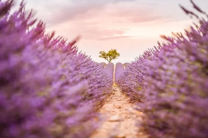 Framed Print : Lavender fields at sunset near Valensole, Provence, France. Beautiful summer landscape. Sunset with single tree, blooming flowers, amazing nature Framed Print : Lavender fields at sunset near Valensole, Provence, France. Beautiful summer landscape. Sunset with single tree, blooming flowers, amazing nature