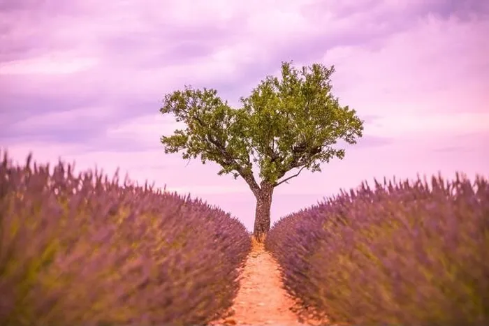 Framed Print : Lavender fields at sunset near Valensole, Provence, France. Beautiful summer landscape. Sunset with single tree, blooming flowers, amazing nature Framed Print : Lavender fields at sunset near Valensole, Provence, France. Beautiful summer landscape. Sunset with single tree, blooming flowers, amazing nature