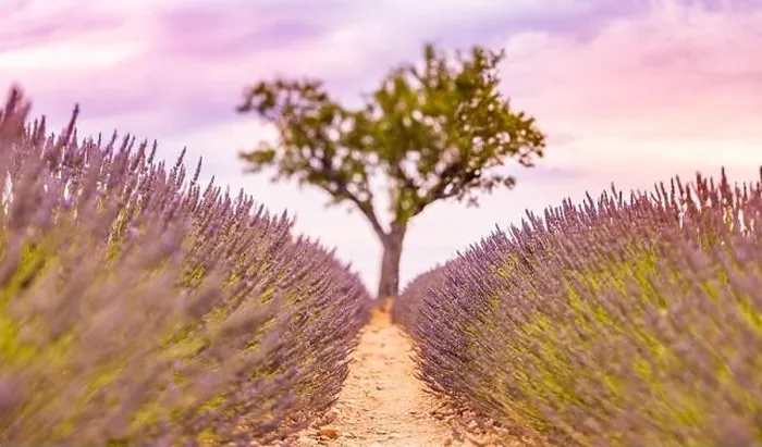 Framed Print : Lavender fields at sunset near Valensole, Provence, France. Beautiful summer landscape. Sunset with single tree, blooming flowers, amazing nature Framed Print : Lavender fields at sunset near Valensole, Provence, France. Beautiful summer landscape. Sunset with single tree, blooming flowers, amazing nature