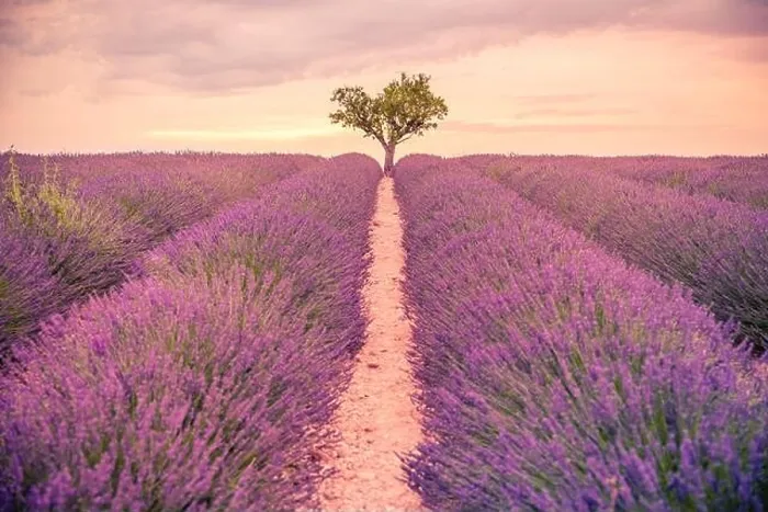Framed Print : Lavender fields at sunset near Valensole, Provence, France. Beautiful summer landscape. Sunset with single tree, blooming flowers, amazing nature Framed Print : Lavender fields at sunset near Valensole, Provence, France. Beautiful summer landscape. Sunset with single tree, blooming flowers, amazing nature