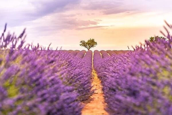 Lavender fields at sunset near Valensole, Provence, France. Beautiful summer landscape. Sunset with single tree, blooming flowers, amazing nature