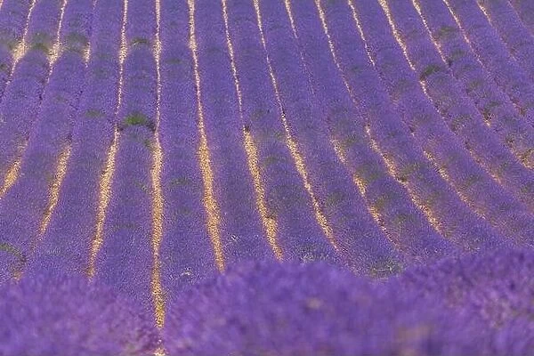 Lavender flower blooming fields endless rows. Valensole Provence nature landscape, lavender flowers