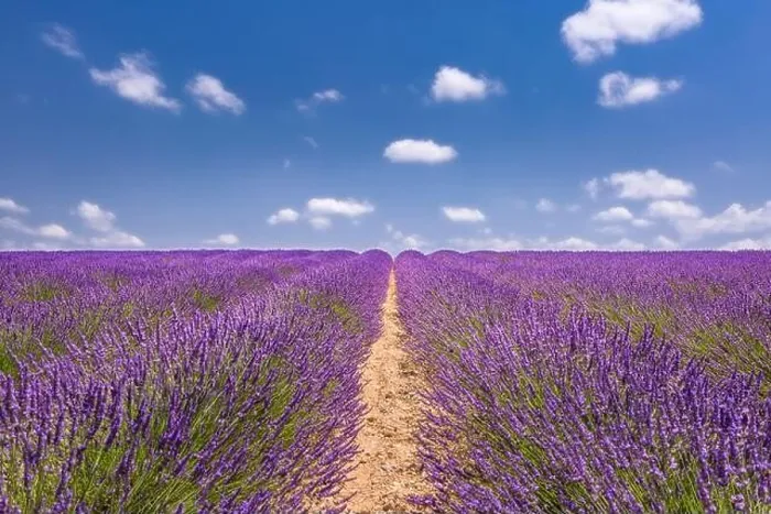 Framed Print : Lavender flower blooming fields endless rows. Valensole Provence. Amazing summer travel landscape, beauty in nature, rows of flower under idyllic sky Framed Print : Lavender flower blooming fields endless rows. Valensole Provence. Amazing summer travel landscape, beauty in nature, rows of flower under idyllic sky