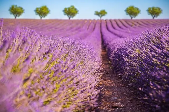 Framed Print : Lavender flower blooming fields endless rows. Valensole Provence. Purple blooming lavender field beautiful scenic sky and trees Framed Print : Lavender flower blooming fields endless rows. Valensole Provence. Purple blooming lavender field beautiful scenic sky and trees