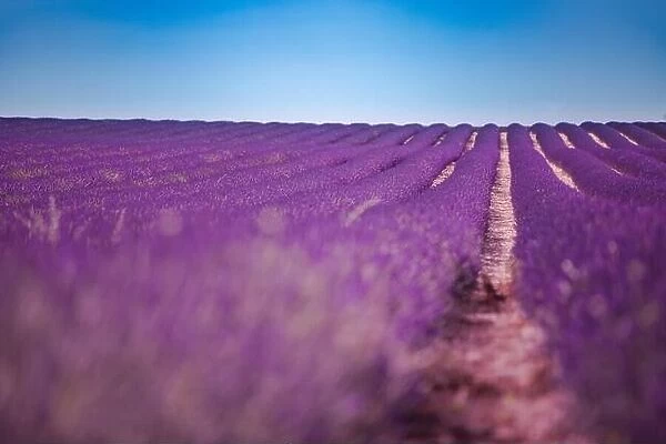 Lavender flower blooming scented fields in endless rows. Valensole plateau, provence, france, europe