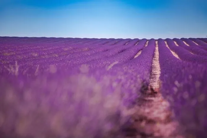 Framed Print : Lavender flower blooming scented fields in endless rows. Valensole plateau, provence, france, europe