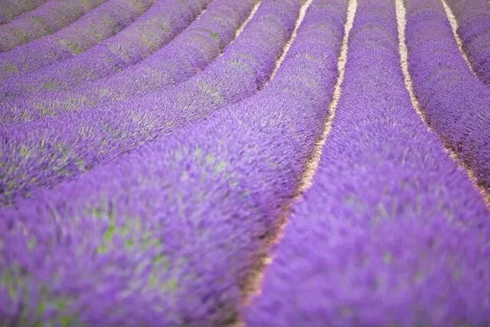 Framed Print : Lavender flower blooming scented fields in endless rows. Valensole plateau, Provence, Europe. Beautiful flower field, purple color, artistic nature Framed Print : Lavender flower blooming scented fields in endless rows. Valensole plateau, Provence, Europe. Beautiful flower field, purple color, artistic nature